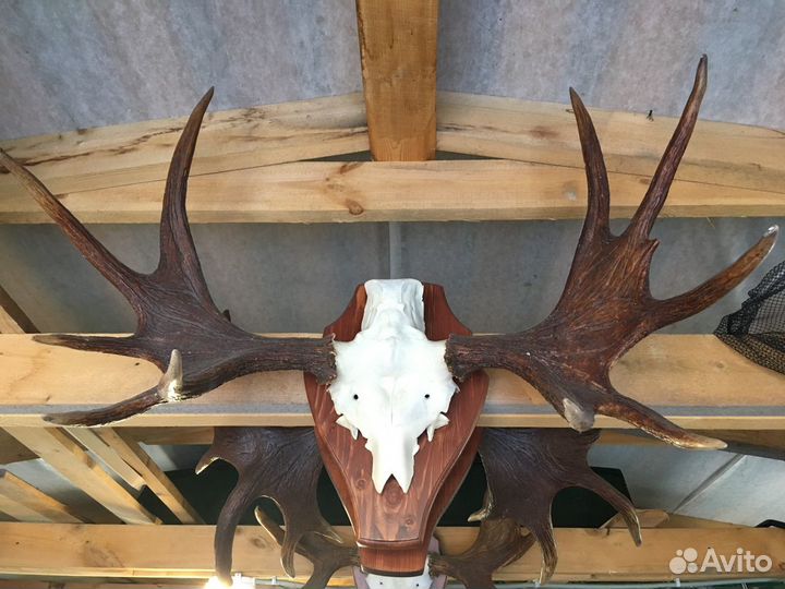 Рога лося на медальоне