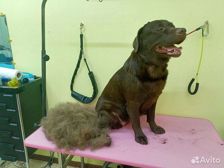 Услуги грумера