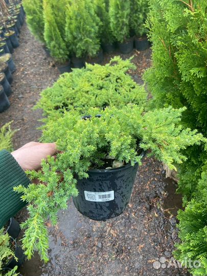 Можжевельник 