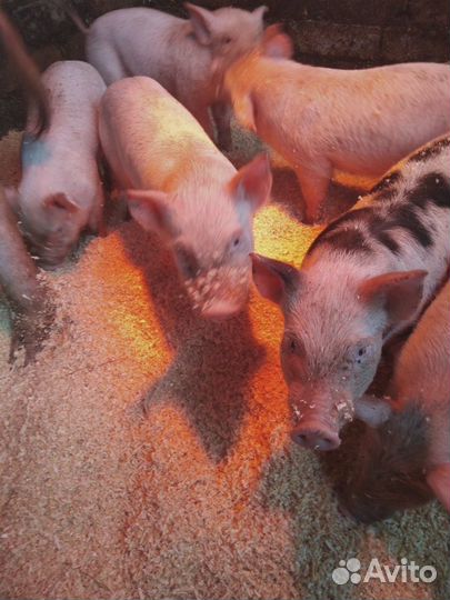 Поросята