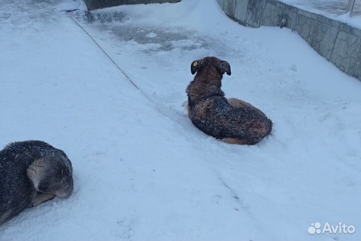 Собака в добрые руки