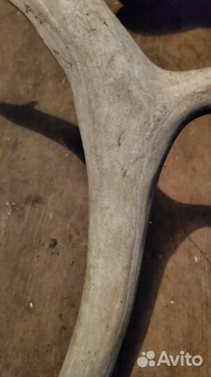 Продам рога оленя
