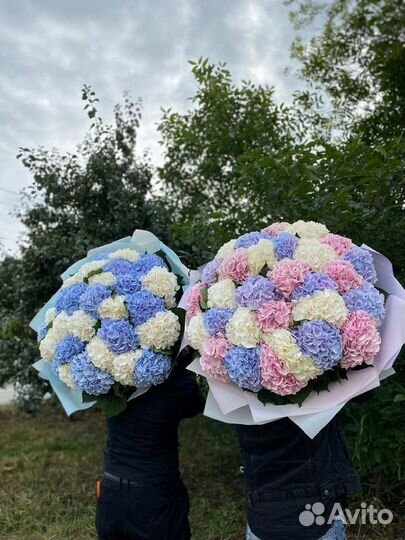Голландские гортензии / Доставка цветов