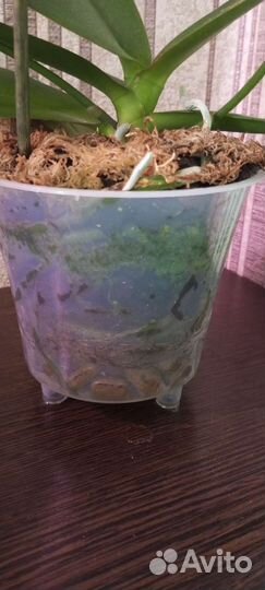 Орхидея фаленопсис