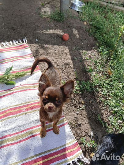 Щенки чихуа, мальчики и девочки