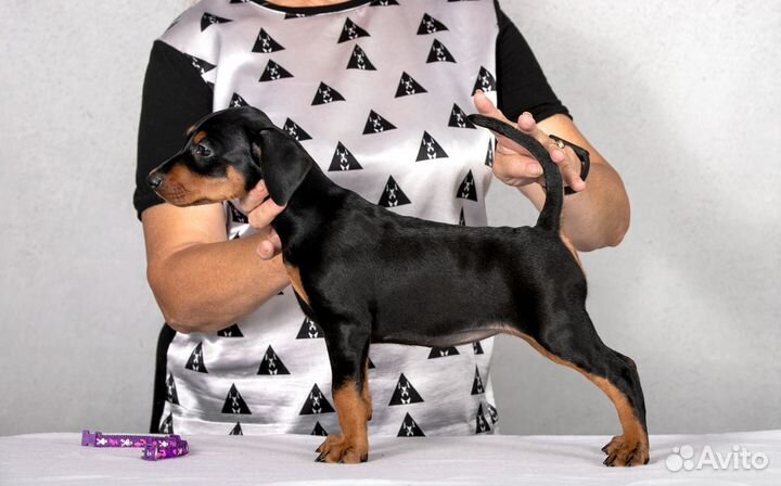 Немецкий пинчер