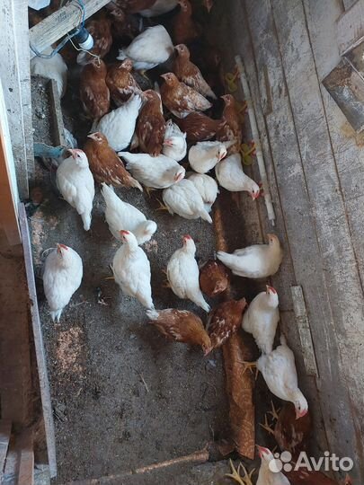 Куры и петухи брама