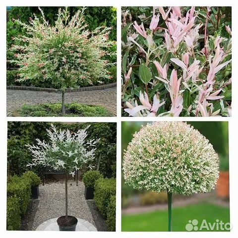 Ива на штамбе Хакуро Нишики купить в Яхроме | Товары для дома и дачи ...