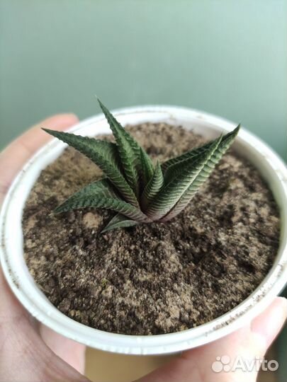 Суккулент хавортия лимифолия