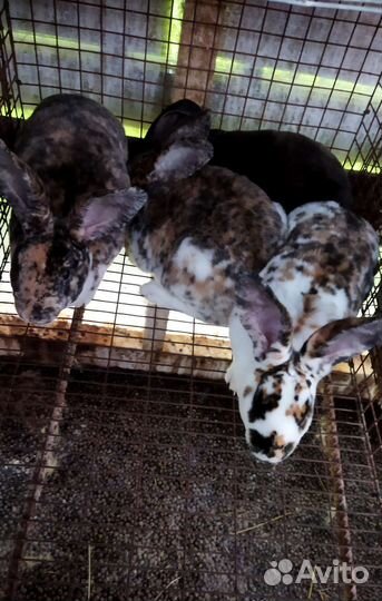 Кролики Рекс мясные на племя