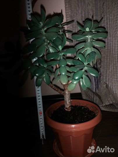 Толстянка (денежное дерево)