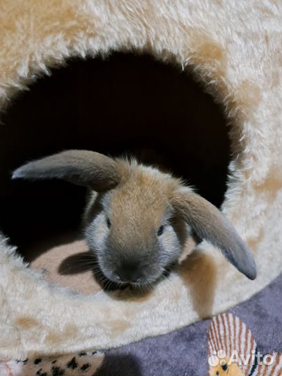 Декоративные карликовые кролики