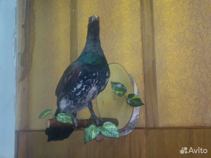 Чучело глухаря