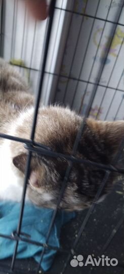 Голубоглазый красавчик