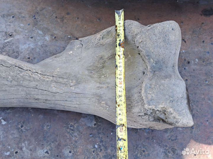 Кость мамонта