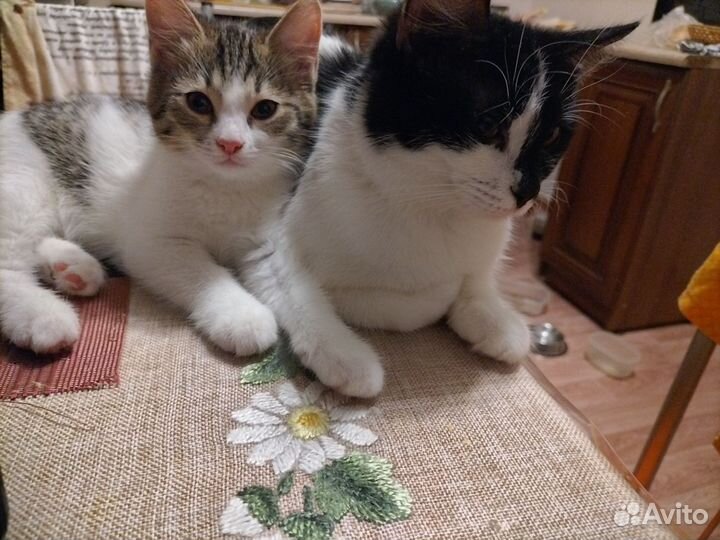 Отдам в добрые руки котенка