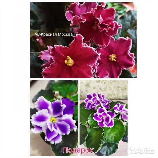 Фиалка в горшках