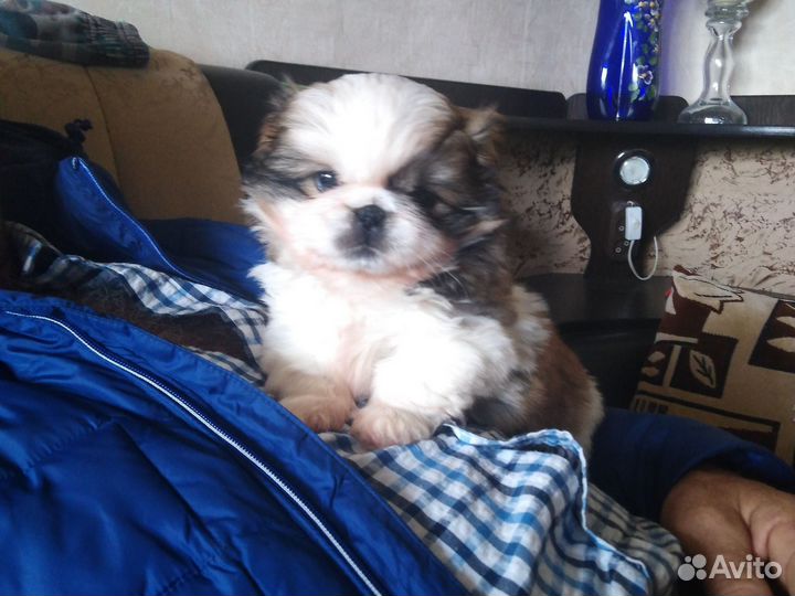 Щенки пекинеса