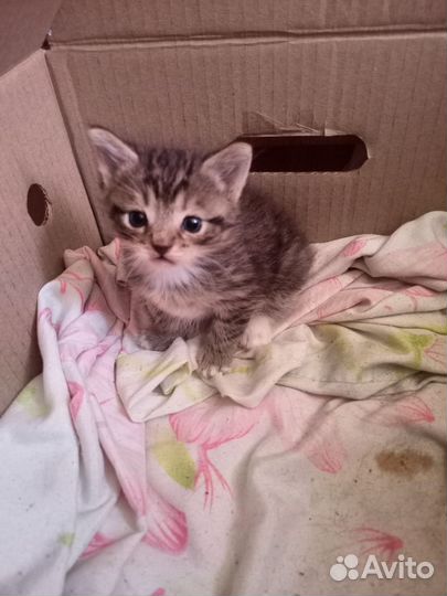 Котята