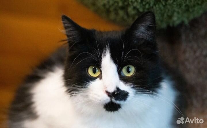 Скромный Хики ждёт свою семью в приюте