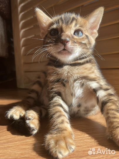 Бенгальские котята