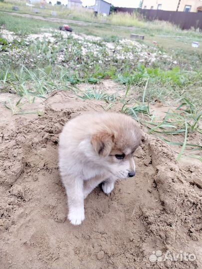 Маленькие собачки в добрые руки