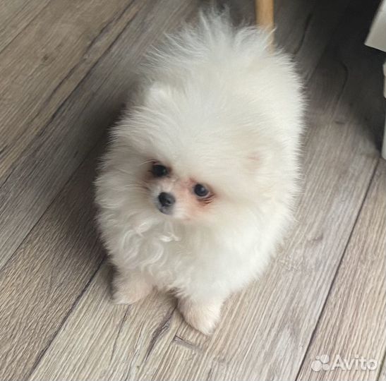 Померанский шпиц мини девочка