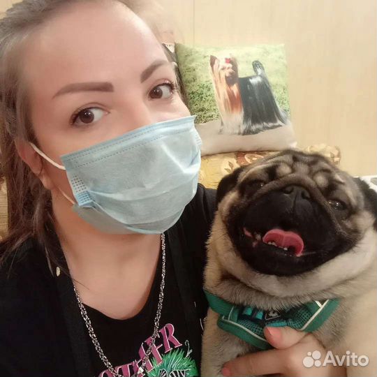 Стрижка животных, груминг профессионально