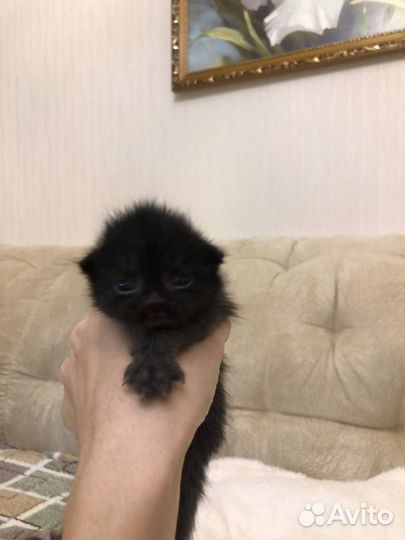 Вислоухие котята в добрые руки бесплатно
