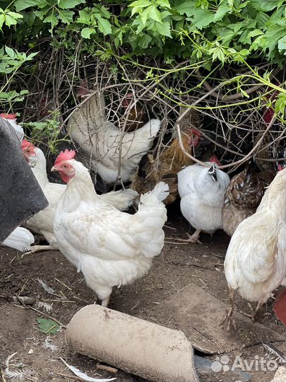Куры и петухи