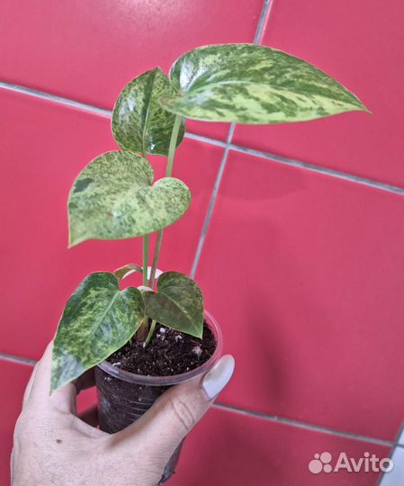 Антуриум вариегатный