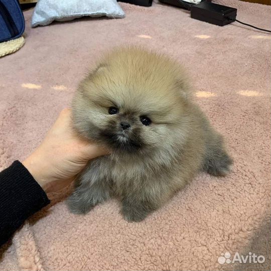 Шпицы мишки супер мини и мини
