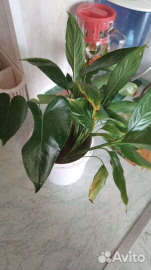 Комнатные цветы антуриум