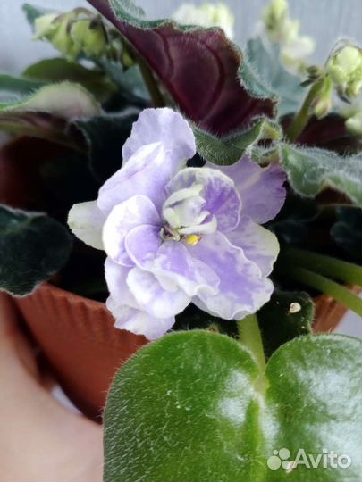 Сенполии (Фиалки Сортовые) срез