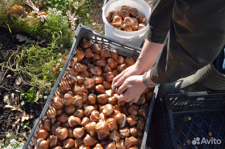 Луковица тюльпанов оптом 12;14+для выгонки