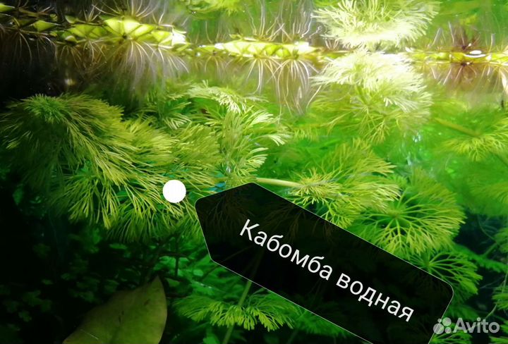 Прополка аквариума