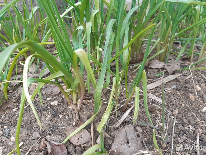 Рассада джусая