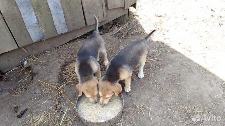 Щенки русской гончей