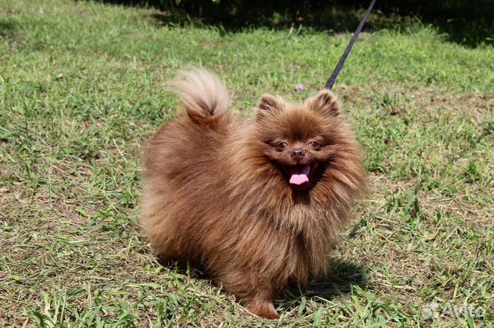 Померанский шпиц и кобели на вязку