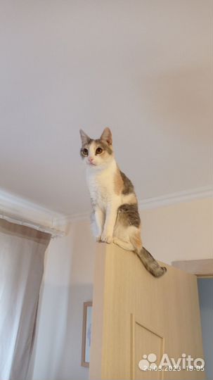 Отдаю кошку в добрые руки