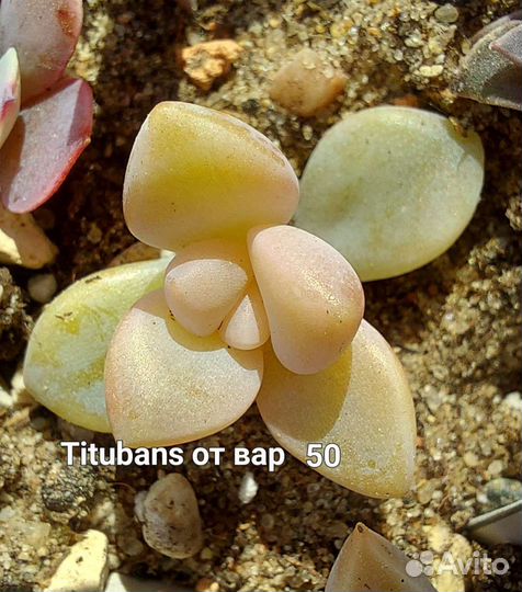 Суккуленты