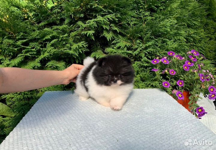 Померанский шпиц