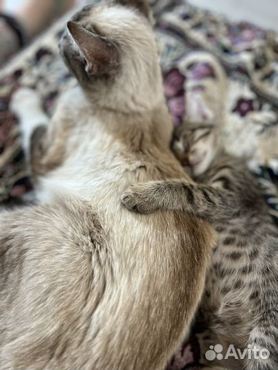 Кошечка 2 месяца