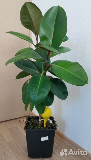 Фикус каучуконосный с каллизией