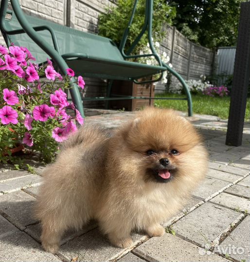 Шпиц мальчик щенок