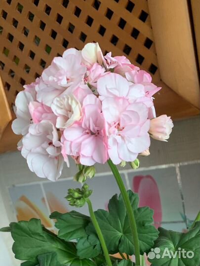 Герань пеларгония