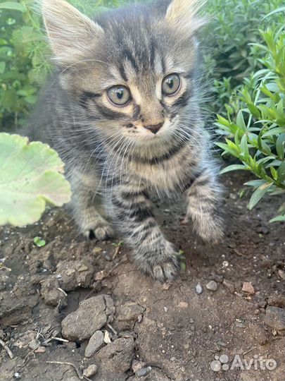 Кошка в горошек