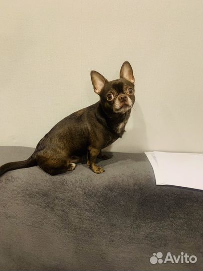 Вязка кобель