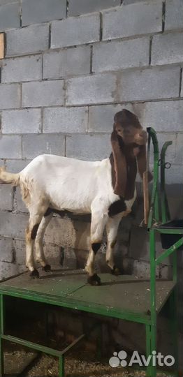 Козел камори