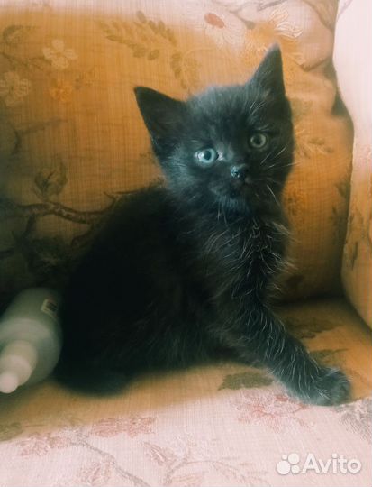 Котята турецкой ангоры